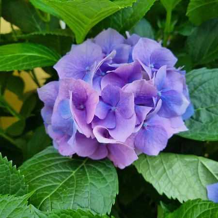 Il Ruscello Маратея