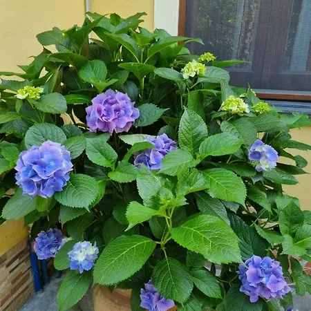 Il Ruscello Bed & Breakfast 3*