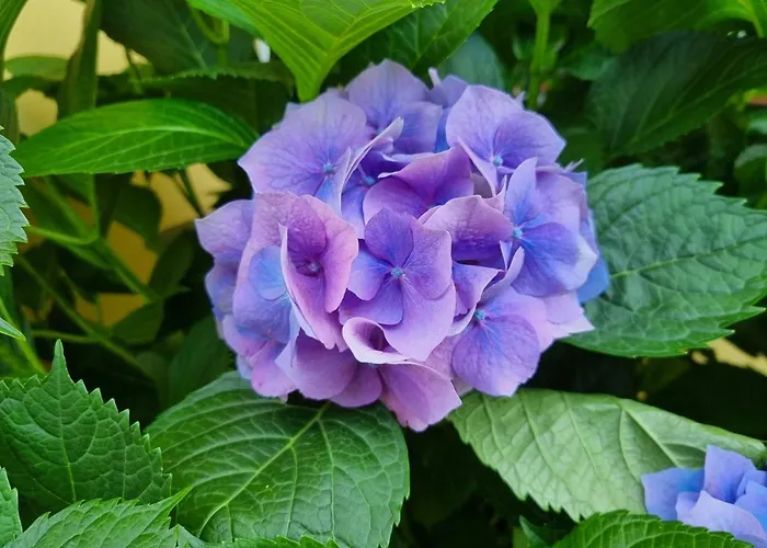 Il Ruscello 마라테아