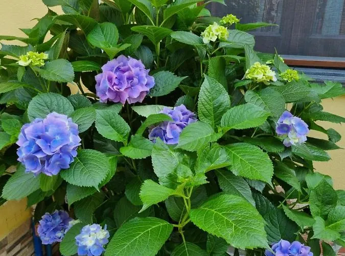 Il Ruscello Bed & Breakfast 3*